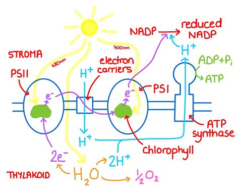 Light Dependent Reaction Photosynthesis Ep 1 Zoë Huggett Tutorials