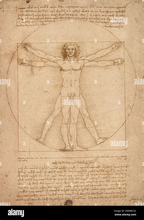 Uomo Vitruano De Leonardo Da Vinci Repr Sentation Des Proportions