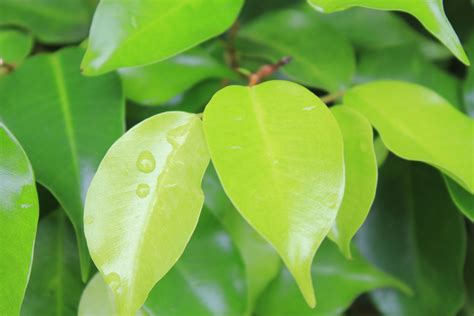 Leaves With Raindrops Free Stock Photo - Public Domain Pictures