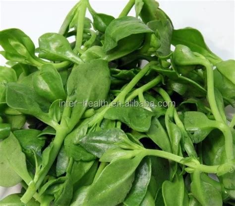 Herbal Supplement Andrographis Paniculata Extract Andrographis