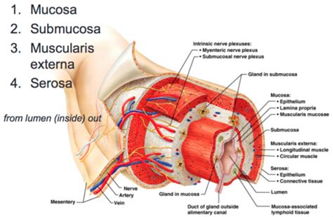 Biol 1144 Chapter 38 Digestive Flashcards Quizlet