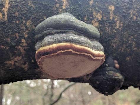 Fomes fomentarius: The Ultimate Mushroom Guide