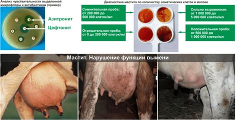 Mastitis Subclínica En Vacas Cómo Identificar Y Tratar En Casa