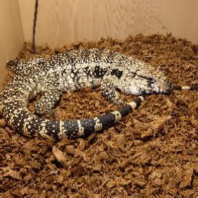 明日見未来1st写真集あすみみ図鑑 GOT Nude PhotoBook 明日見未来 LUCKMAN 写真集 Kindleストア Amazon