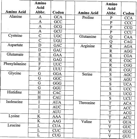 9 Best Images of Amino Acid Codon Chart Worksheets - Amino Acid Codon ...