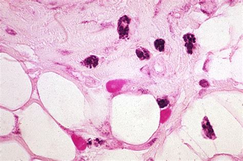 Biologia Humana 2º Bach Pilar Práctica 9 Observación del tejido