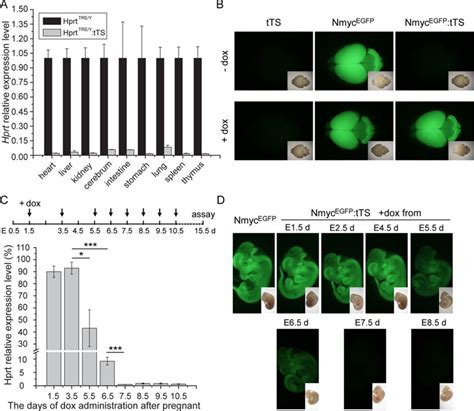 Tts Induced Irreversible Regulation Of Hprt Expression In Vivo A Download Scientific Diagram