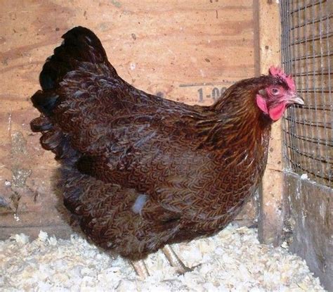 Partridge rock? | BackYard Chickens - Learn How to Raise Chickens