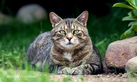 CONHEÇA E APRENDA A IDENTIFICAR AS RAÇAS DE GATOS MAIS COMUNS NO BRASIL