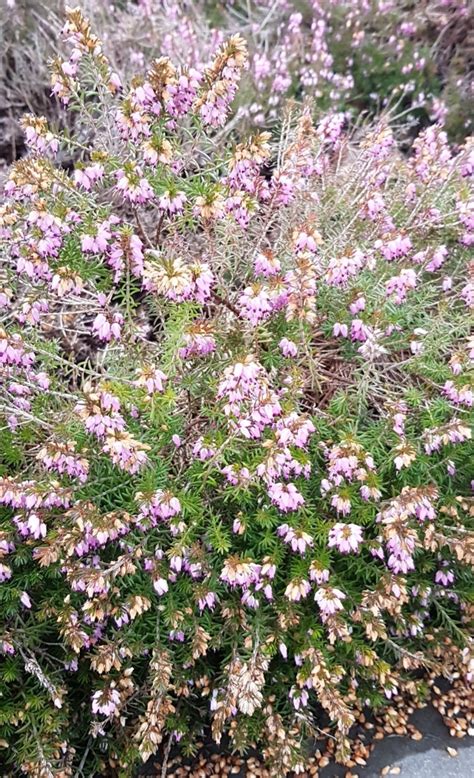 Erica carnea 'Pink Spangles' - PictureThis