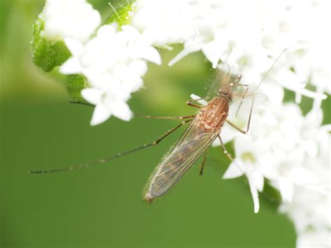 Mosquito Sprays Can Reduce West Nile Virus, Even If Populations Don't Drop