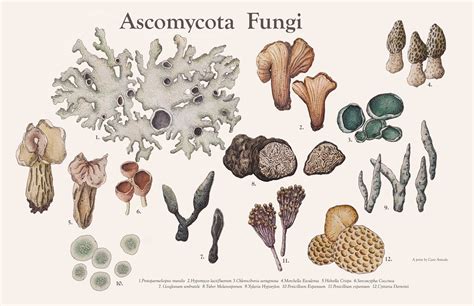 Ascomycota Fungi Laser Print — Caro Arevalo Art