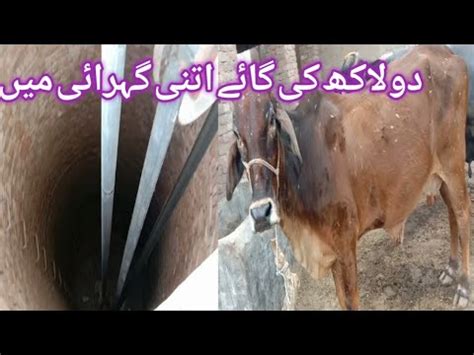 Lakh Ki Gay Aur Itni Gahrai YouTube