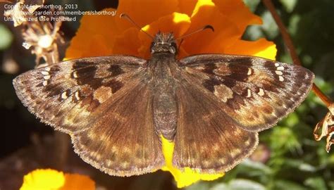 Bug Pictures Horace S Duskywing Erynnis Horatius By Melody