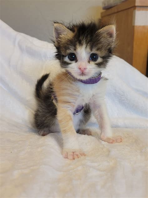 Searching for free kittens near me by owner reveals a surprising breed 15