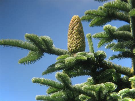 Blaue Edeltanne Abies Procera Beschreibung Steckbrief Systematik