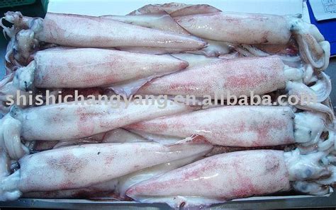 Loligo Chiensis Squid Illex Argentinus China Changyang Price Supplier