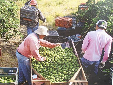 El Heraldo De Xalapa Mtz Productores Desesperados Por Proyectos