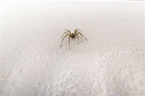 Specimen of Violin Spider within the Home Walls Stock Photo - Image of ...