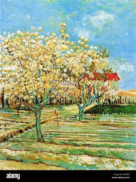 Vincent Van Gogh White Orchard Hi Res Stock Photography And Images