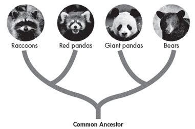 The Red Panda - Home