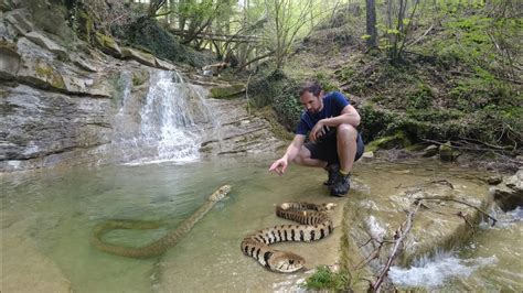 Le BISCE D ACQUA Mordono Come Gli Altri SERPENTI YouTube