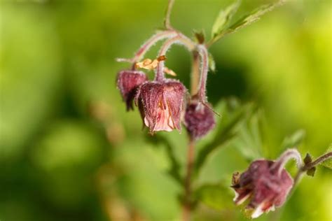 Alles Over Knikkend Nagelkruid Geum Rivale