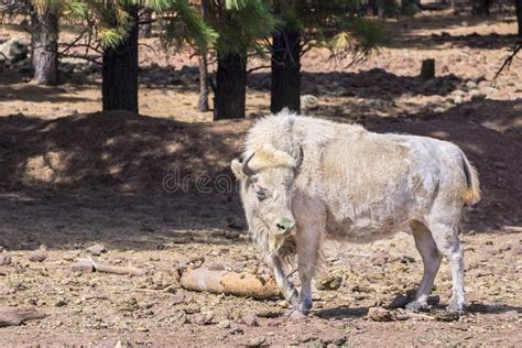 White Bison With Herd Stock Image Image Of Indian Grazing 114021899