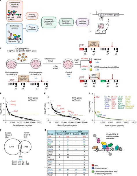 Genome Wide Crispr Loss Of Function Screen To Identify Factors That