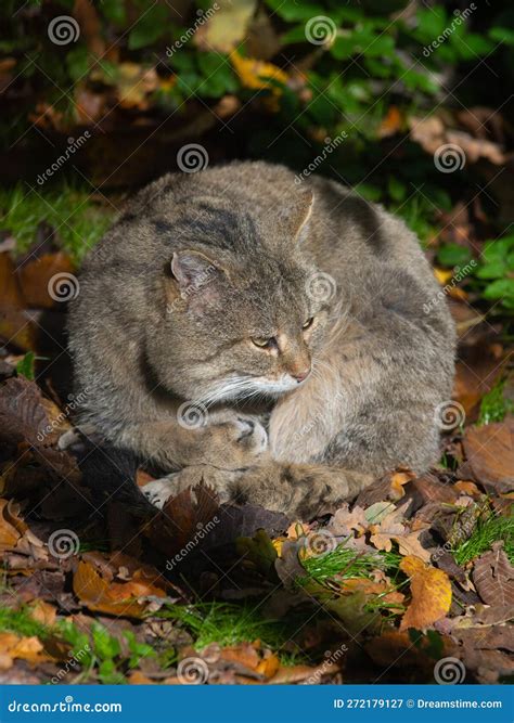 Wild Forest Cat Sitting in the Sun Stock Image - Image of autumn