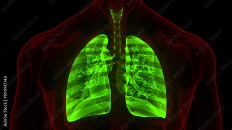 Human Respiratory System Lungs Anatomy Stock Illustration | Adobe Stock