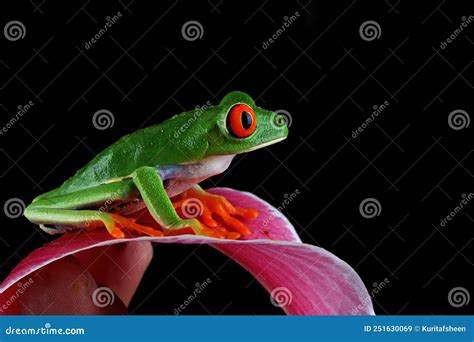 Red Eyed Tree Frog On Flower Stock Image Image Of Frog Looking