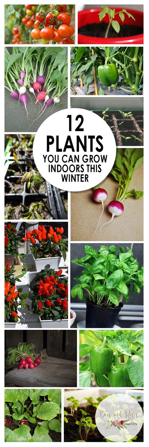 Plants You Can Grow Indoors This Winter Indoor Vegetable Gardening