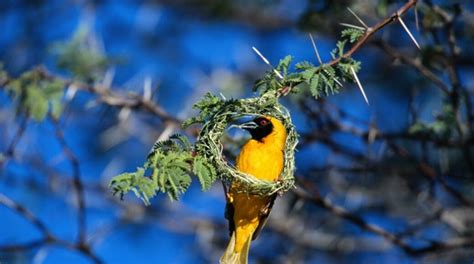 Visit Kgalagadi Transfrontier Park: 2023 Travel Guide for Kgalagadi ...