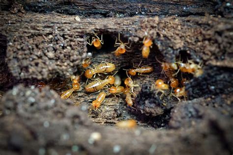 Termite Droppings How To Identify Termite Poop