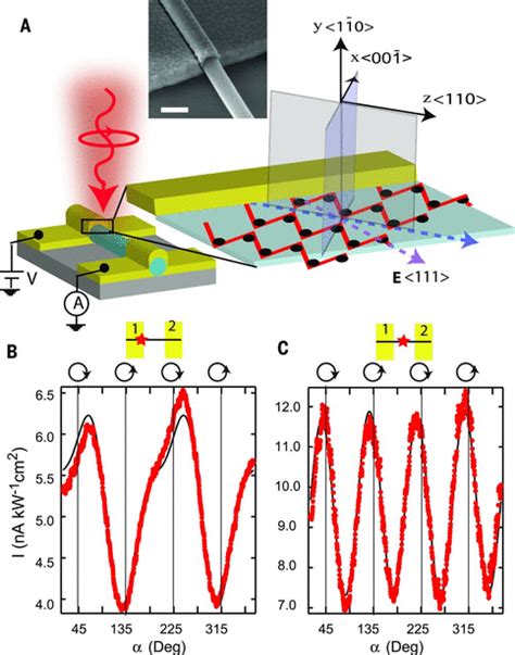 Voltage Tunable Circular Photogalvanic Effect In Silicon Nanowires