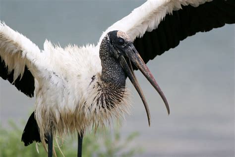 The Weird and Wild Migration of the Wood Stork Raises Many Questions ...