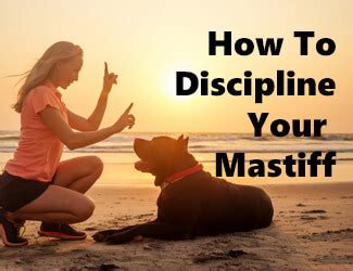 Mastiff Training Tips Stop Jumping Biting And Chewing