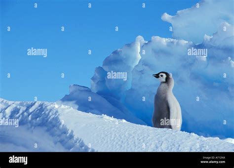 Emperor Penguin Cub Aptenodytes Forsteri Stock Photo Alamy