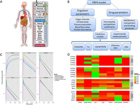 Applied Concepts In PBPK Modeling How To Build A PBPK PD Model