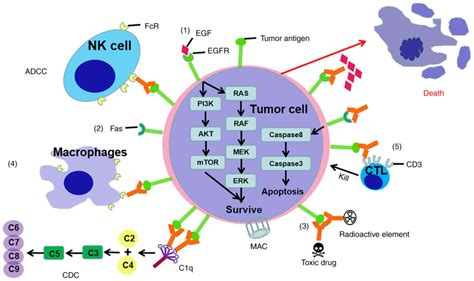 Immunotherapy A New Target For Cancer Cure Review