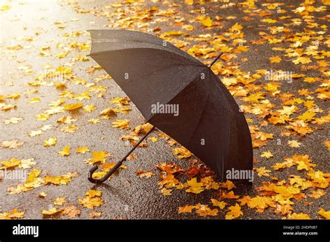 Autumn Leaves Umbrella Rainy Fall Leaf Umbrellas Rain Raining