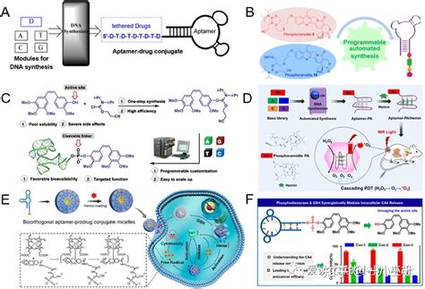 核酸适体偶联药物（apdc）在肿瘤治疗中的最新进展 知乎