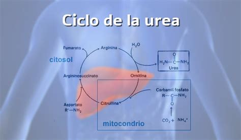 Ciclo De La Urea Explicacion Detallada Con Imagenes Y Ejemplos