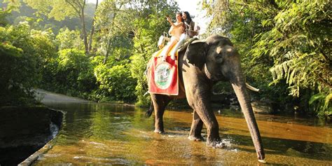 Taman Safari Bogor Kembali Banjir Promo Sedia Tiket Sultan Spesial