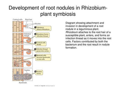 PPT Phylogenetic Tree Of The Major Lineages Phyla Of Bacteria Based