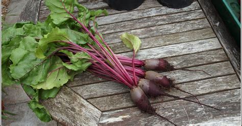 Mark S Veg Plot Harvesting At Last