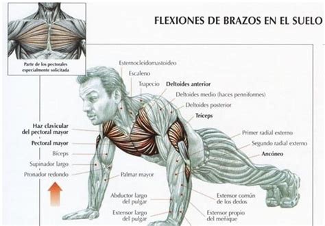 Cómo hacer flexiones de brazos correctamente2022 TÉCNICA