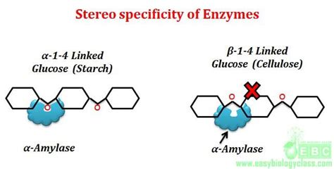 What is Enzyme Substrate Specificity? | easybiologyclass