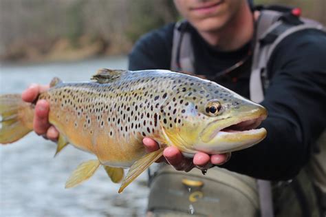 Trout Yeah Fly Fishing Guide Service